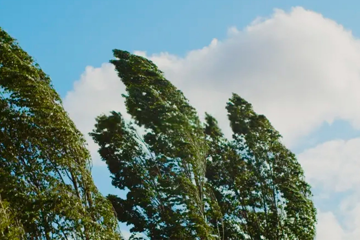 trees moved by the air: Fortify Your RGV Roof: 7 Strategies to Combat Gulf Coast Winds